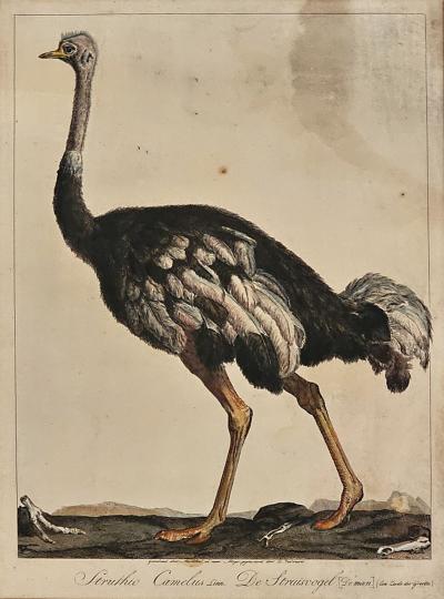 Linnaeus Engraving of an Ostrich Netherlands circa 1760