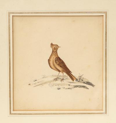 Lithograph of a Skylark England 19th C 