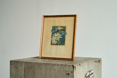 Lovely Framed Edelweiss Lithography Early 20th Century