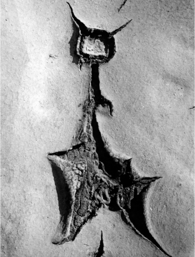 Lucien Clergue Crack Beauduc 1966
