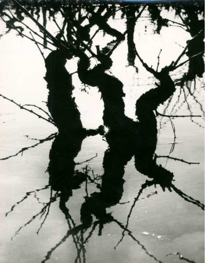 Lucien Clergue Flooded Vine Camargue 1960