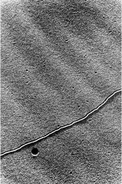 Lucien Clergue Language of the Sands Camargue 1978