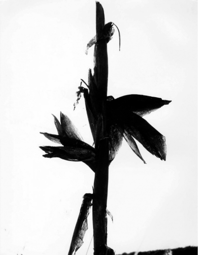 Lucien Clergue Ma s Camargue 1960