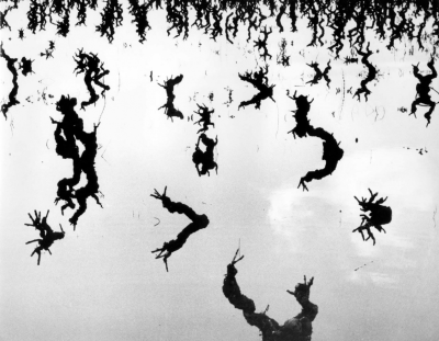 Lucien Clergue Vigne inond Camargue 1960