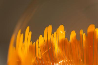 Ludovico Diaz de Santillana Lamp 831 in Orange by Ludovico Diaz de Santillana for Venini Italy 1960s