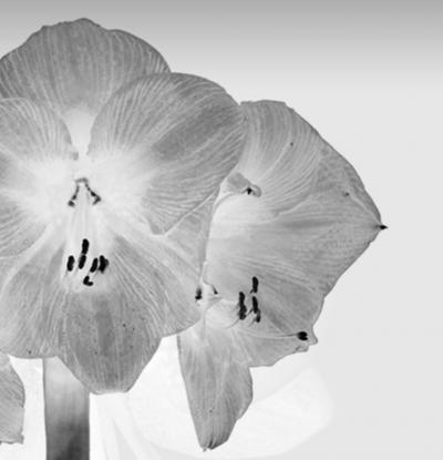 M NICA S NCHEZ ROBLES Contemporary Black and White Flowers Photography by M nica S nchez Robles
