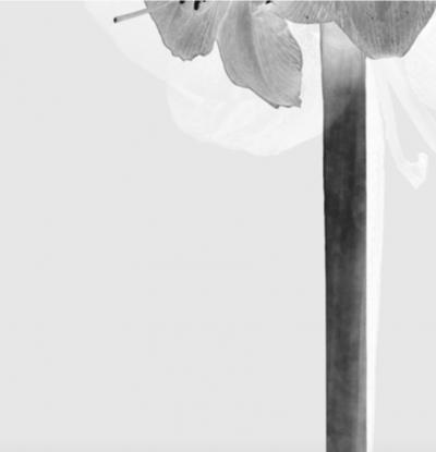 M NICA S NCHEZ ROBLES Contemporary Black and White Flowers Photography by M nica S nchez Robles