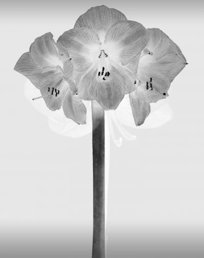 M NICA S NCHEZ ROBLES Contemporary Black and White Flowers Photography by M nica S nchez Robles