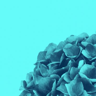 M NICA S NCHEZ ROBLES Contemporary Blue Colored Flowers Photography by M nica S nchez Robles