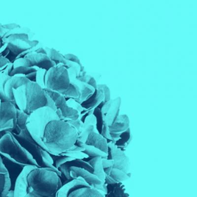 M NICA S NCHEZ ROBLES Contemporary Blue Colored Flowers Photography by M nica S nchez Robles