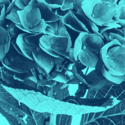 M NICA S NCHEZ ROBLES Contemporary Blue Colored Flowers Photography by M nica S nchez Robles