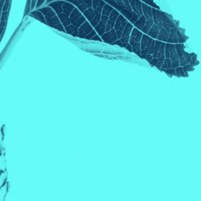 M NICA S NCHEZ ROBLES Contemporary Blue Colored Flowers Photography by M nica S nchez Robles