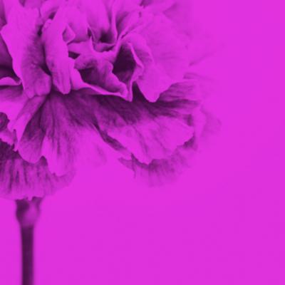 M NICA S NCHEZ ROBLES Contemporary Colored Flowers Photography by M nica S nchez Robles