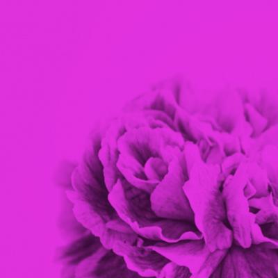 M NICA S NCHEZ ROBLES Contemporary Colored Flowers Photography by M nica S nchez Robles