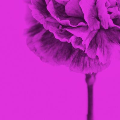 M NICA S NCHEZ ROBLES Contemporary Colored Flowers Photography by M nica S nchez Robles