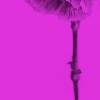 M NICA S NCHEZ ROBLES Contemporary Colored Flowers Photography by M nica S nchez Robles