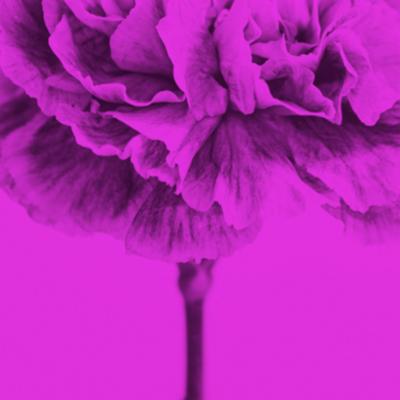 M NICA S NCHEZ ROBLES Contemporary Colored Flowers Photography by M nica S nchez Robles