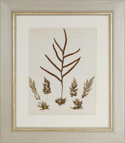 MARY ANN ARMSTRONG TWELVE 19TH CENTURY FRAMED PRESSED FERNS FROM NEW ZEALAND COLLECTED