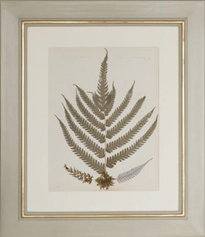 MARY ANN ARMSTRONG TWELVE 19TH CENTURY FRAMED PRESSED FERNS FROM NEW ZEALAND COLLECTED