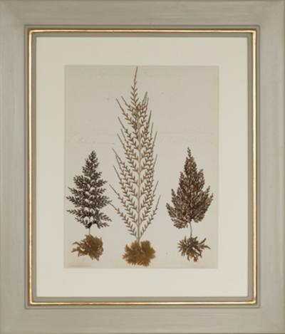 MARY ANN ARMSTRONG TWELVE 19TH CENTURY FRAMED PRESSED FERNS FROM NEW ZEALAND COLLECTED