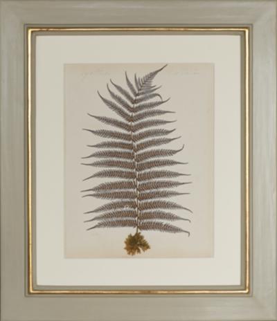 MARY ANN ARMSTRONG TWELVE 19TH CENTURY FRAMED PRESSED FERNS FROM NEW ZEALAND COLLECTED