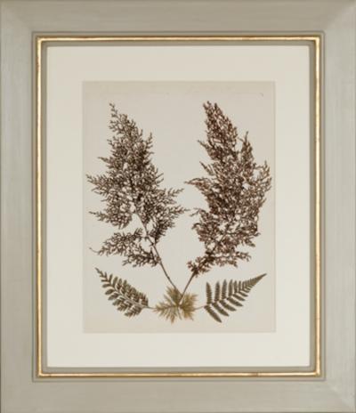 MARY ANN ARMSTRONG TWELVE 19TH CENTURY FRAMED PRESSED FERNS FROM NEW ZEALAND COLLECTED
