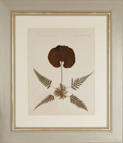 MARY ANN ARMSTRONG TWELVE 19TH CENTURY FRAMED PRESSED FERNS FROM NEW ZEALAND COLLECTED
