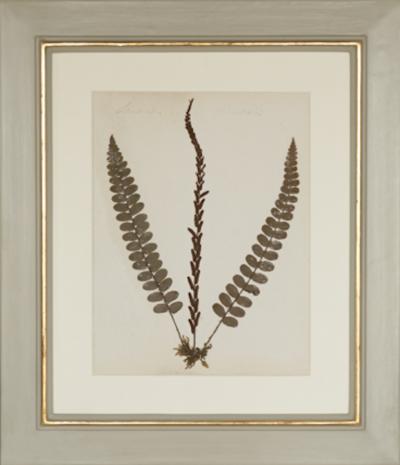 MARY ANN ARMSTRONG TWELVE 19TH CENTURY FRAMED PRESSED FERNS FROM NEW ZEALAND COLLECTED