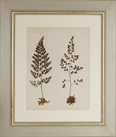 MARY ANN ARMSTRONG TWELVE 19TH CENTURY FRAMED PRESSED FERNS FROM NEW ZEALAND COLLECTED