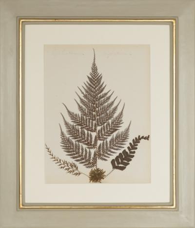 MARY ANN ARMSTRONG TWELVE 19TH CENTURY FRAMED PRESSED FERNS FROM NEW ZEALAND COLLECTED
