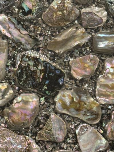 MID CENTURY ABALONE SPECIMEN TABLE