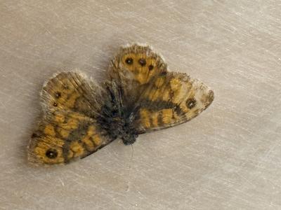 MID CENTURY BRASS AND GLASS DIORAMA WITH BUTTERFLIES HEADBOARD