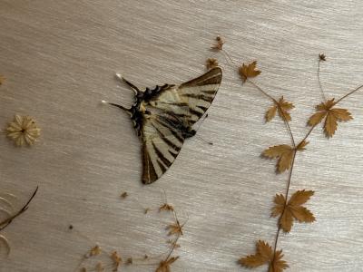 MID CENTURY BRASS AND GLASS DIORAMA WITH BUTTERFLIES HEADBOARD