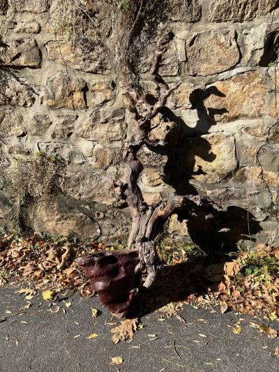 MID CENTURY ORGANIC ROOT CHANDELIER