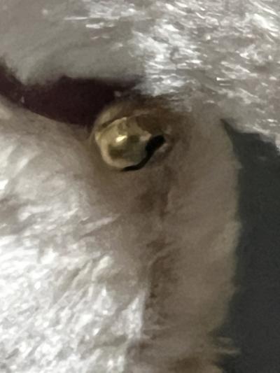 MID CENTURY PLAYFUL PUPPY KEY WIND DOG WITH SHOE TOY