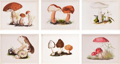 MRS T homas J ohn Hussey Group of Six Illustrations of British Mycology