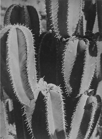 Manuel lvarez Bravo Organ Cacti Mexico ca 1929