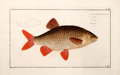 Marcus Elieser BLOCH Plate I Cyprinus Erithrophthalmus Die Pl tze The Rud Rotengle 