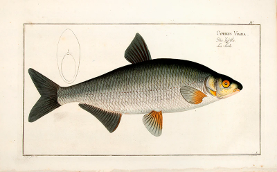 Marcus Elieser BLOCH Plate IV Cyprinus Vimba Die Z rthe La Serte by Marcus Elieser BLOCH