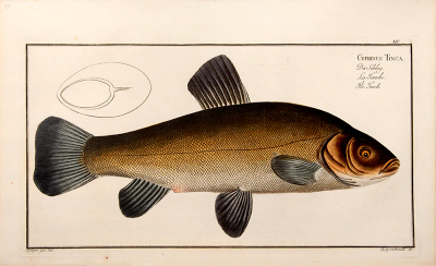 Marcus Elieser BLOCH Plate V Cyprinus Dobula Der D bel La Dobule by Marcus Elieser BLOCH