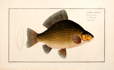 Marcus Elieser BLOCH Plate XI Cyprinus Carassius Die Karausche Le Carassin The Crucian 