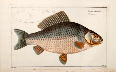 Marcus Elieser BLOCH Plate XII Cyprinus Gibelio Die Giebel by Marcus Elieser BLOCH