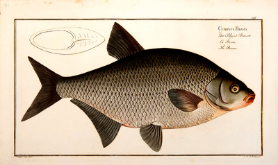 Marcus Elieser BLOCH Plate XIII Cyprinus Brama Der Bley od Brassem La Brehme The Bream 