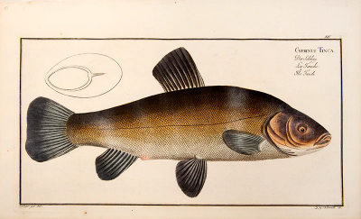 Marcus Elieser BLOCH Plate XIV Cyprinus Tinca Der Schley La Tanche The Tench 