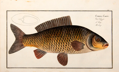 Marcus Elieser BLOCH Plate XVI Cyprinus Carpio Der Karpfen Le Carp The Carp 