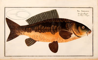 Marcus Elieser BLOCH Plate XVII Rex Gyprinorum Der Spiegelkarpfen La Reine dCarpes 