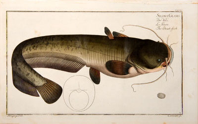 Marcus Elieser BLOCH Plate XXXIV Silurus Glanis Der Wels Le Silure The Sheat Fish 