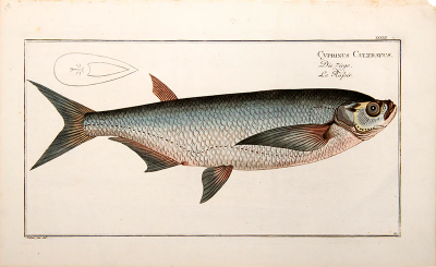 Marcus Elieser BLOCH Plate XXXVII Cyprinus Cultratus Die Ziege Le Rafoir by Marcus Elieser BLOCH