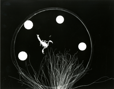 Maria Garcia Photogram Scorpion 1950s