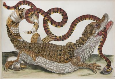 Maria Sibylla Merian MERIAN Alligator with Snake and a Lizard 